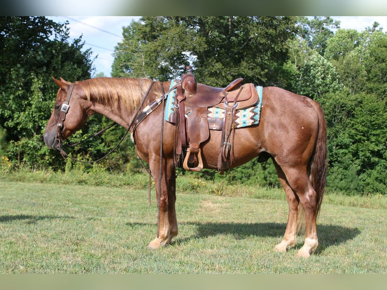 Quarter horse américain Hongre 12 Ans 150 cm Rouan Rouge in Cherryville NC