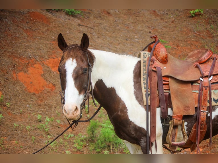 Quarter horse américain Hongre 12 Ans 150 cm Tobiano-toutes couleurs in Rusk TX