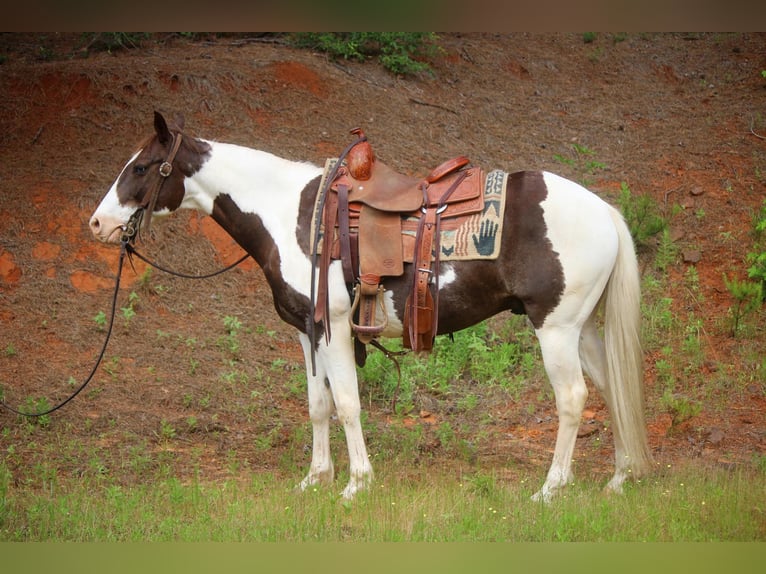 Quarter horse américain Hongre 12 Ans 150 cm Tobiano-toutes couleurs in Rusk TX