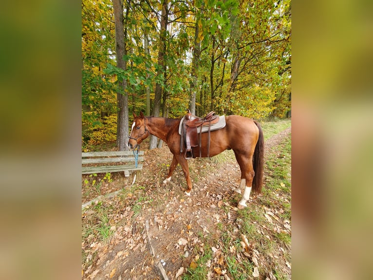 Quarter horse américain Hongre 12 Ans 152 cm Alezan brûlé in Uehlfeld