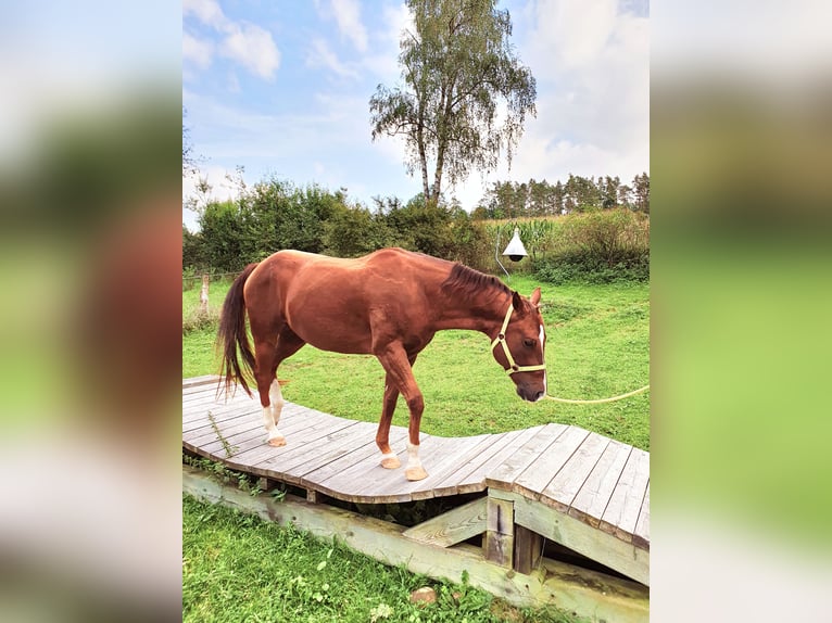 Quarter horse américain Hongre 12 Ans 152 cm Alezan brûlé in Uehlfeld