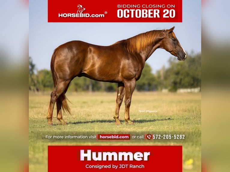 Quarter horse américain Hongre 12 Ans 152 cm Alezan brûlé in Crescent