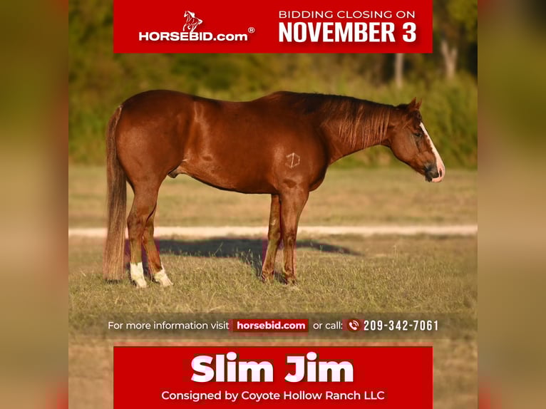 Quarter horse américain Hongre 12 Ans 152 cm Alezan cuivré in Waco