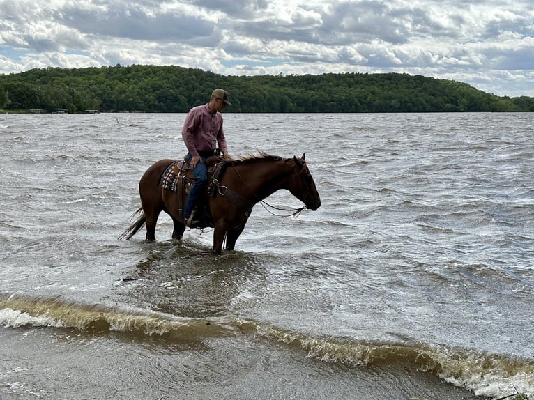 Quarter horse américain Hongre 12 Ans 152 cm Alezan cuivré in Cannon Falls, MN