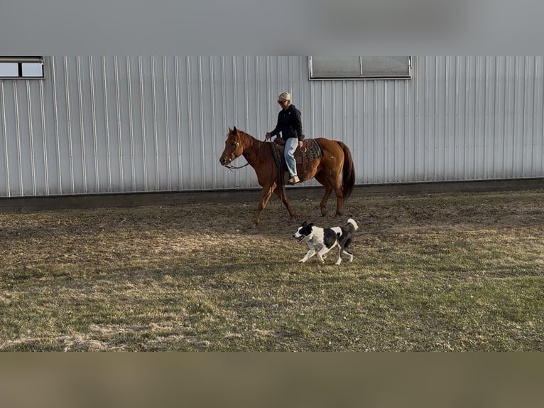 Quarter horse américain Hongre 12 Ans 152 cm Alezan cuivré in Cannon Falls