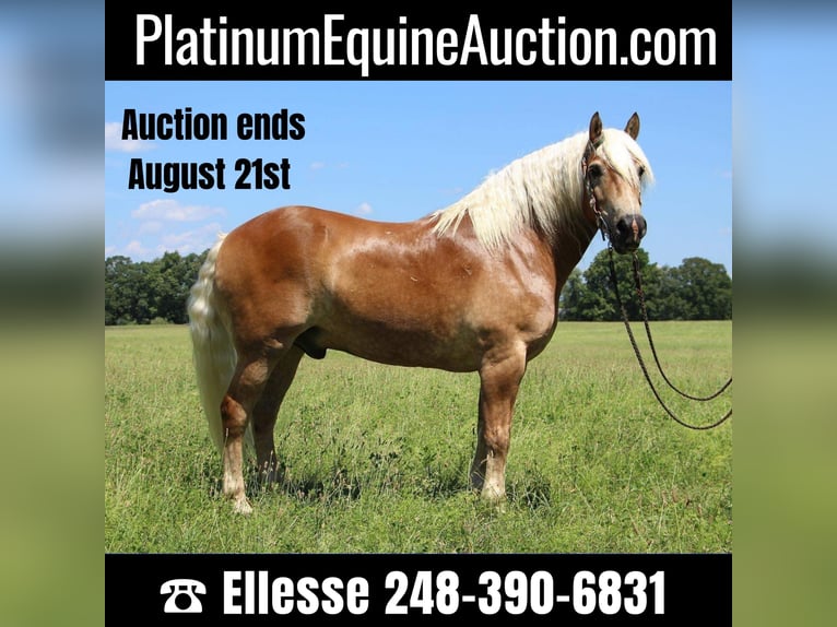 Quarter horse américain Hongre 12 Ans 152 cm Alezan cuivré in Highland MI