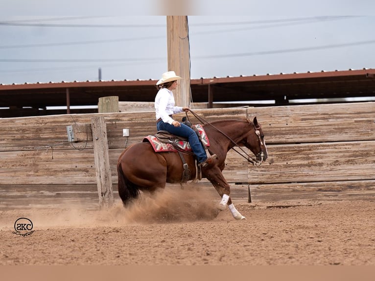 Quarter horse américain Hongre 12 Ans 152 cm Alezan cuivré in Canyon, TX