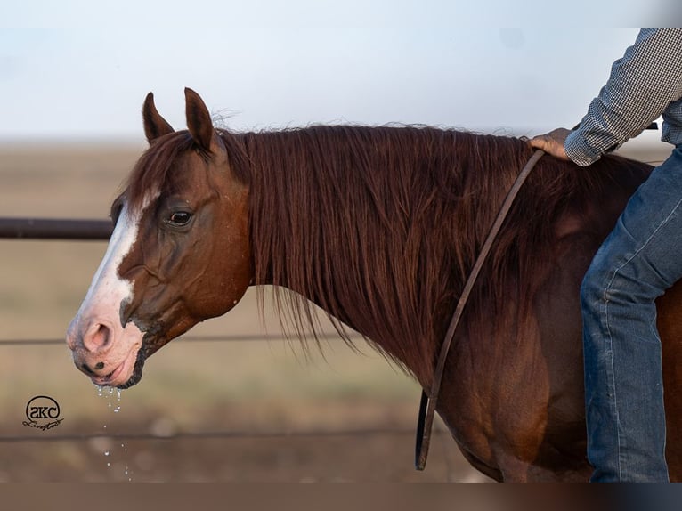 Quarter horse américain Hongre 12 Ans 152 cm Alezan cuivré in Canyon, TX