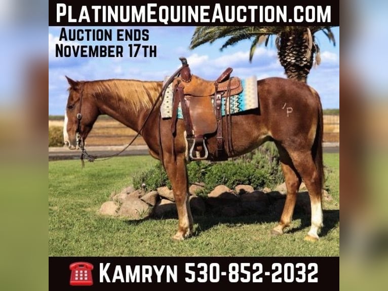 Quarter horse américain Hongre 12 Ans 152 cm Alezan cuivré in Pleasant Grove CA