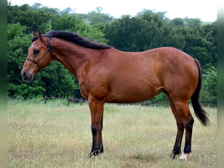 Quarter horse américain Hongre 12 Ans 152 cm Bai cerise in Canton TX