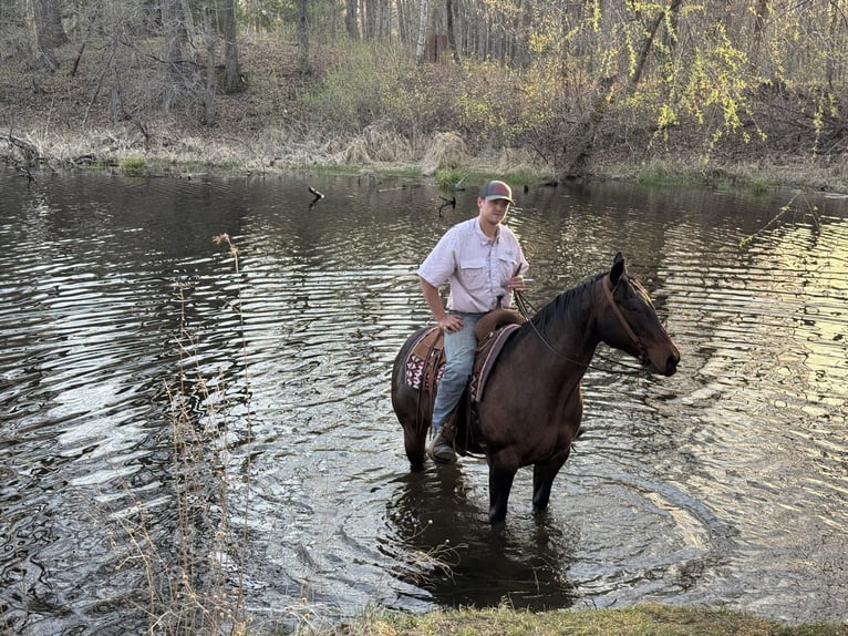 Quarter horse américain Hongre 12 Ans 152 cm Bai cerise in Cannon Falls