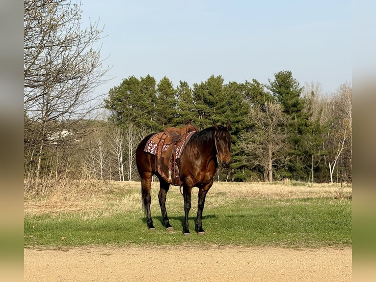Quarter horse américain Hongre 12 Ans 152 cm Bai cerise in Cannon Falls
