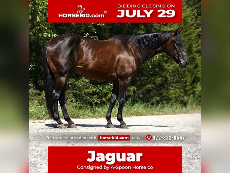 Quarter horse américain Hongre 12 Ans 152 cm Bai cerise in Kaufman, TX