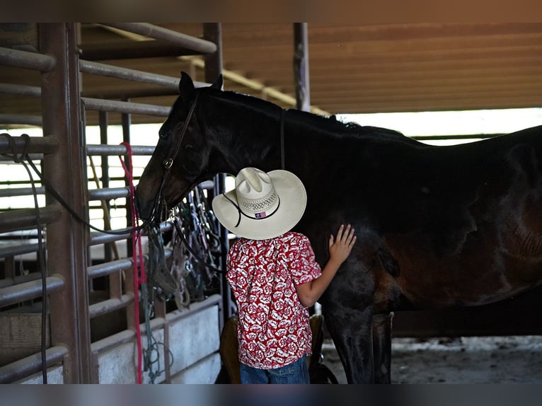 Quarter horse américain Hongre 12 Ans 152 cm Bai cerise in Kaufman, TX