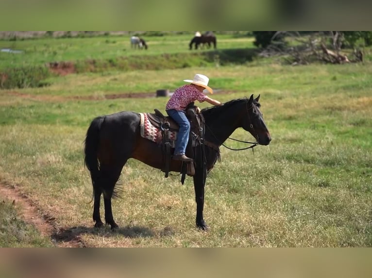 Quarter horse américain Hongre 12 Ans 152 cm Bai cerise in Kaufman, TX