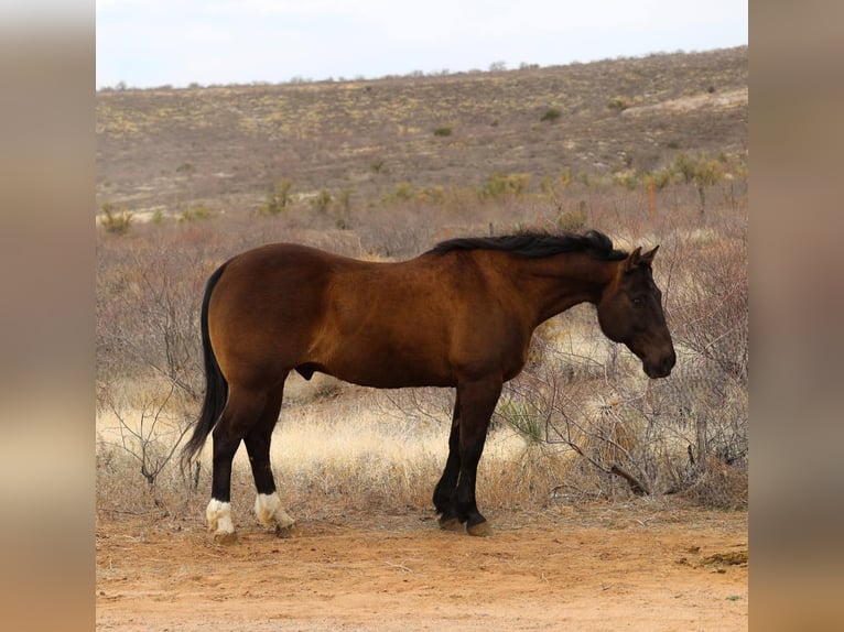 Quarter horse américain Hongre 12 Ans 152 cm Bai cerise in Camp Verde AZ