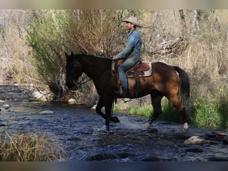 Quarter horse américain Hongre 12 Ans 152 cm Bai cerise in Camp Verde AZ