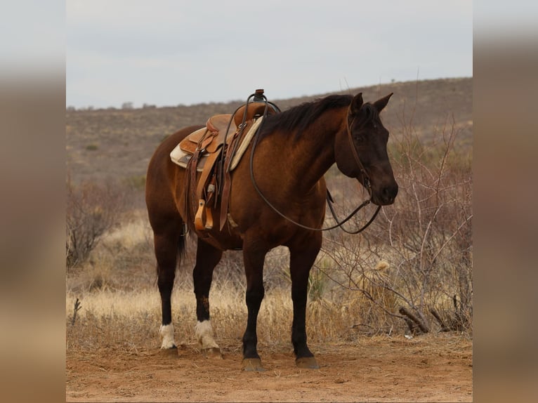 Quarter horse américain Hongre 12 Ans 152 cm Bai cerise in Camp Verde AZ
