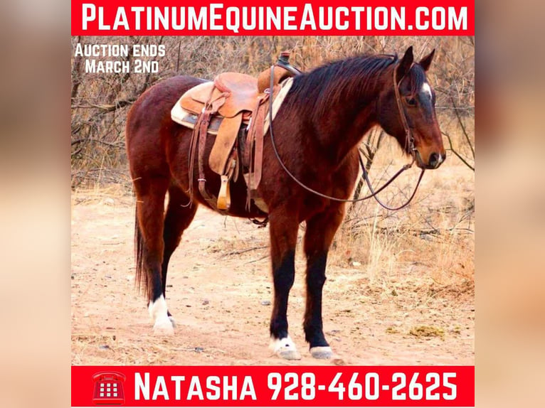 Quarter horse américain Hongre 12 Ans 152 cm Bai cerise in Camp Verde CA