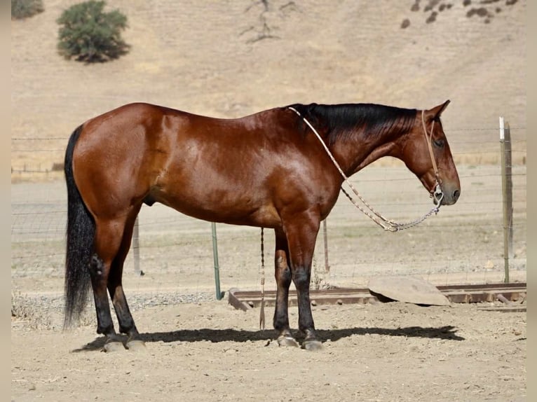 Quarter horse américain Hongre 12 Ans 152 cm Bai cerise in Paicines CA
