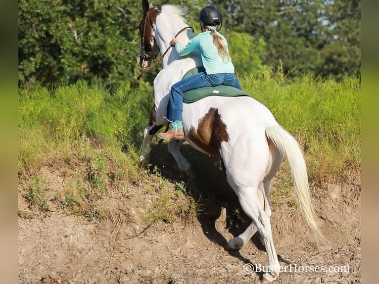 Quarter horse américain Hongre 12 Ans 152 cm Bai cerise in WEATHERFORD, TX