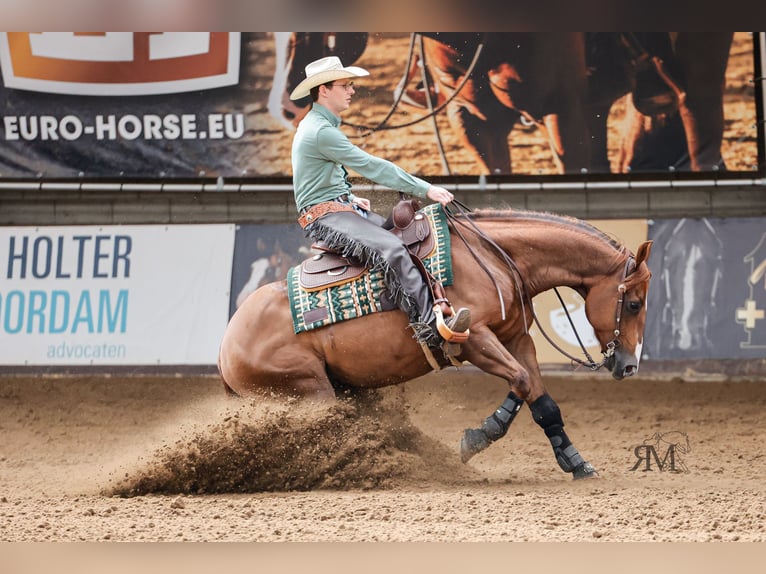 Quarter horse américain Hongre 12 Ans 152 cm Bai in Veghel