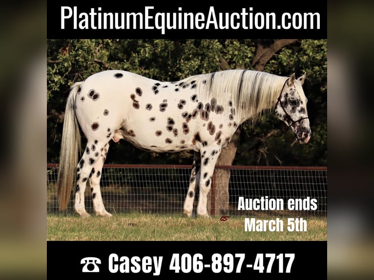 Quarter horse américain Hongre 12 Ans 152 cm Blanc in Jacksboro TX