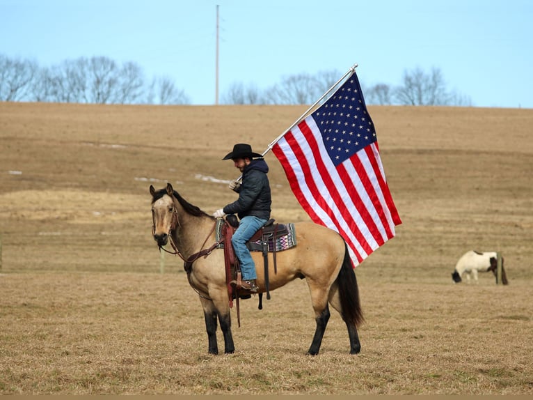 Quarter horse américain Hongre 12 Ans 152 cm Buckskin in Clarion