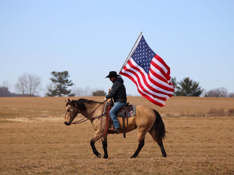 Quarter horse américain Hongre 12 Ans 152 cm Buckskin in Clarion