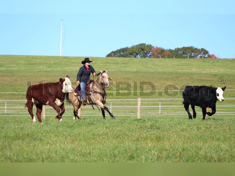 Quarter horse américain Hongre 12 Ans 152 cm Buckskin in Clarion, PA