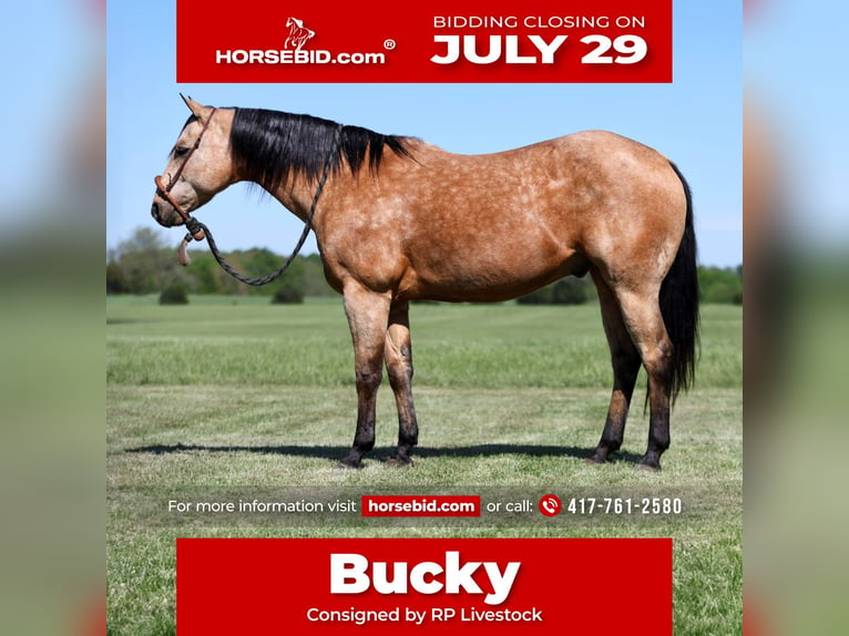 Quarter horse américain Hongre 12 Ans 152 cm Buckskin in Buffalo, MO