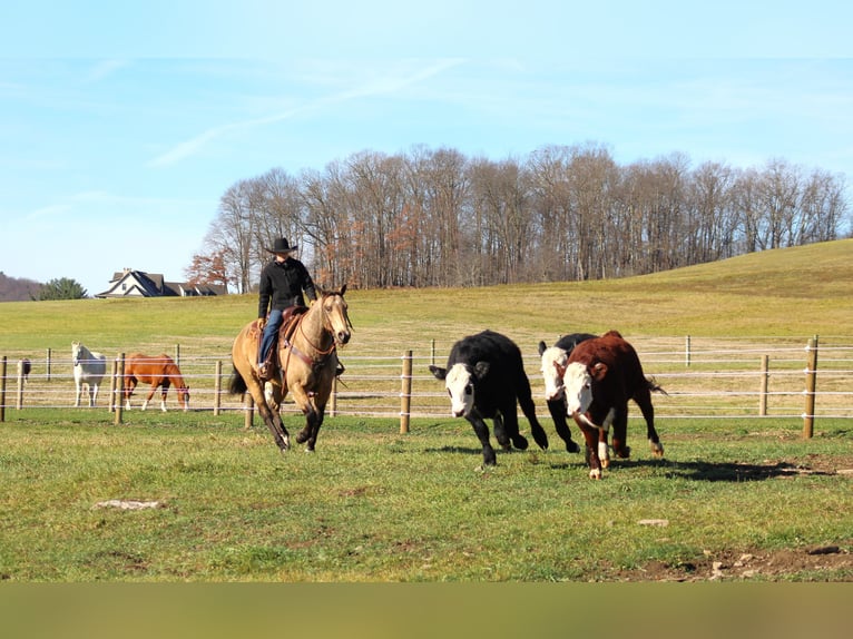 Quarter horse américain Hongre 12 Ans 152 cm Buckskin in Clarion, PA