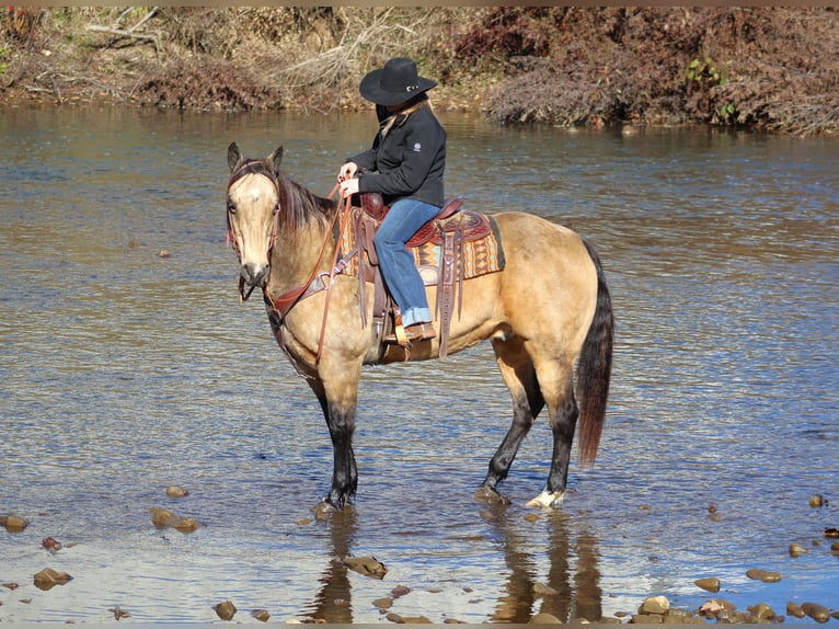 Quarter horse américain Hongre 12 Ans 152 cm Buckskin in Clarion, PA