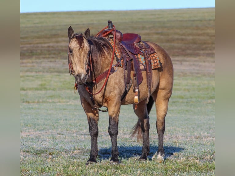 Quarter horse américain Hongre 12 Ans 152 cm Buckskin in Clarion, PA