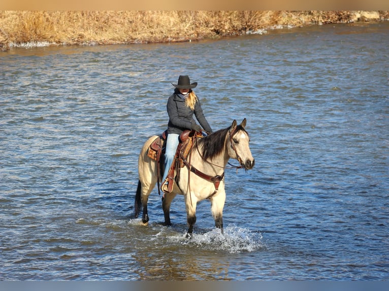 Quarter horse américain Hongre 12 Ans 152 cm Buckskin in Clarion, PA