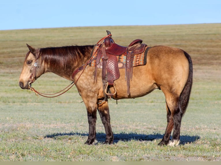 Quarter horse américain Hongre 12 Ans 152 cm Buckskin in Clarion, PA