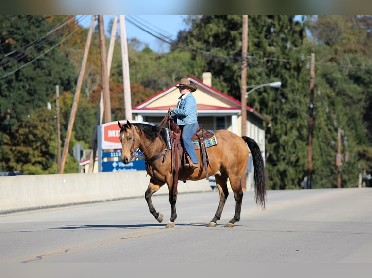 Quarter horse américain Hongre 12 Ans 152 cm Buckskin in Clarion