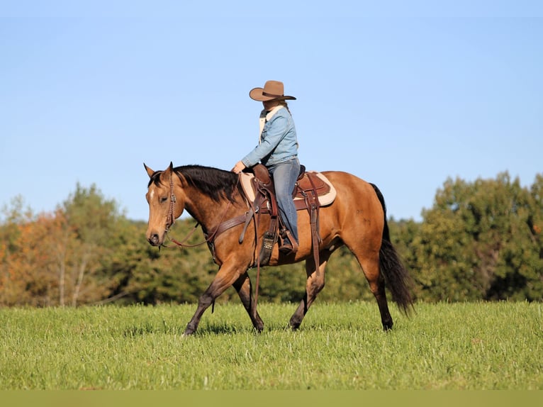 Quarter horse américain Hongre 12 Ans 152 cm Buckskin in Clarion