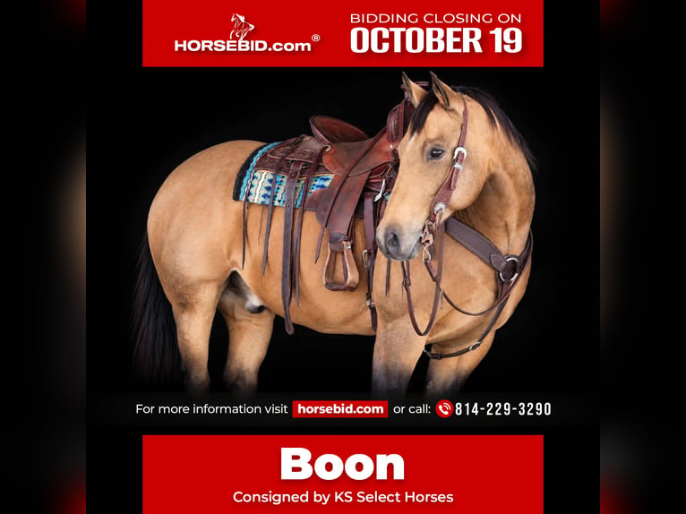 Quarter horse américain Hongre 12 Ans 152 cm Buckskin in Clarion