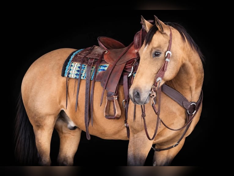 Quarter horse américain Hongre 12 Ans 152 cm Buckskin in Clarion