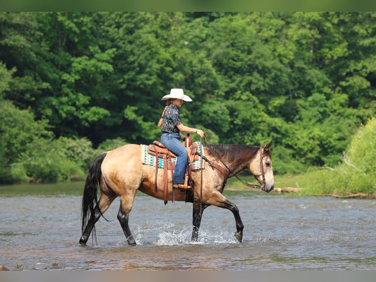 Quarter horse américain Hongre 12 Ans 152 cm Buckskin in Clarion