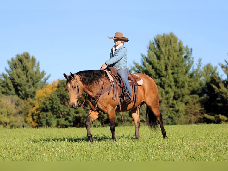 Quarter horse américain Hongre 12 Ans 152 cm Buckskin in Clarion