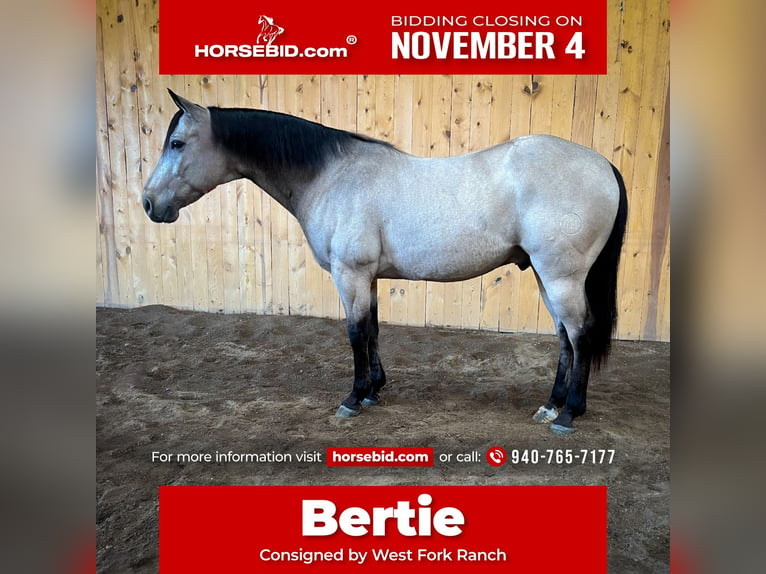 Quarter horse américain Hongre 12 Ans 152 cm Buckskin in Sheffield