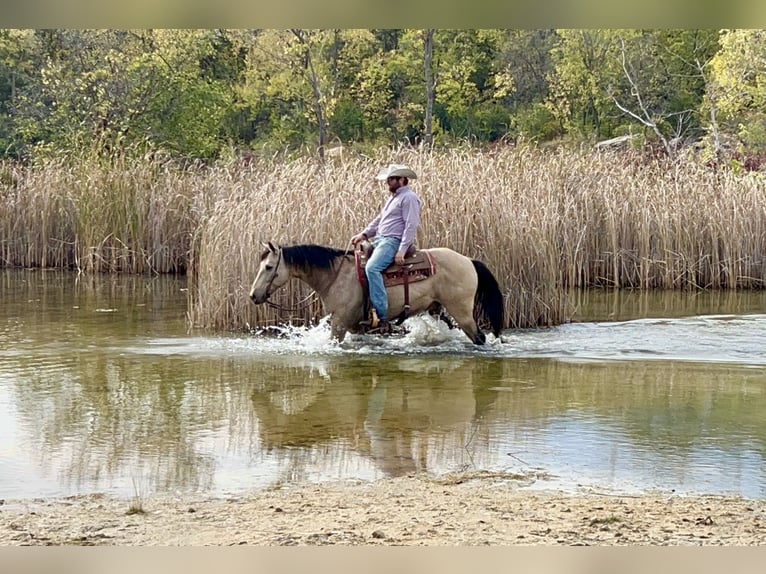 Quarter horse américain Hongre 12 Ans 152 cm Buckskin in Sheffield