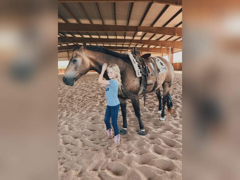 Quarter horse américain Hongre 12 Ans 152 cm Buckskin in Weatherford