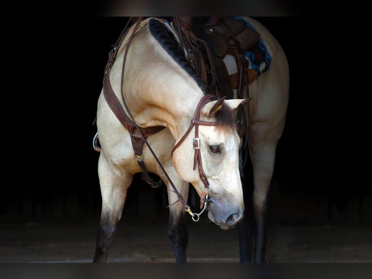 Quarter horse américain Hongre 12 Ans 152 cm Buckskin in Needmore, PA
