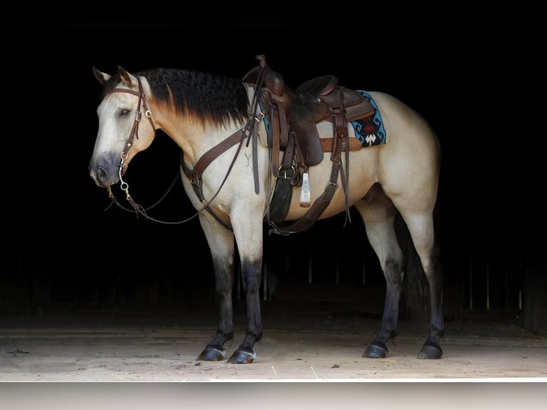 Quarter horse américain Hongre 12 Ans 152 cm Buckskin in Needmore, PA
