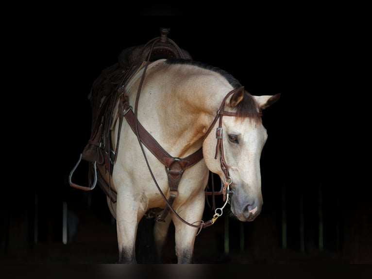 Quarter horse américain Hongre 12 Ans 152 cm Buckskin in Needmore, PA
