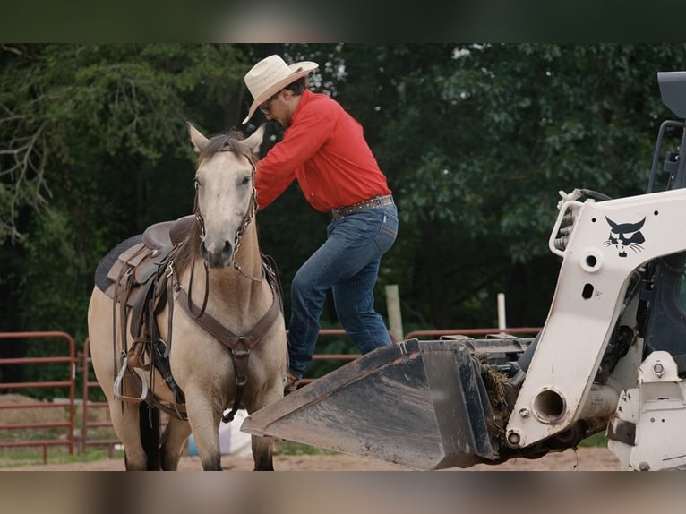 Quarter horse américain Hongre 12 Ans 152 cm Buckskin in Needmore, PA