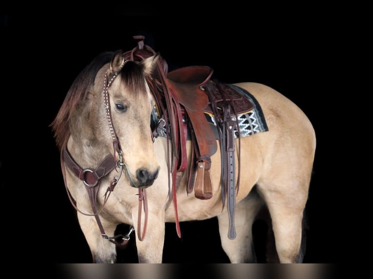 Quarter horse américain Hongre 12 Ans 152 cm Buckskin in Clarion